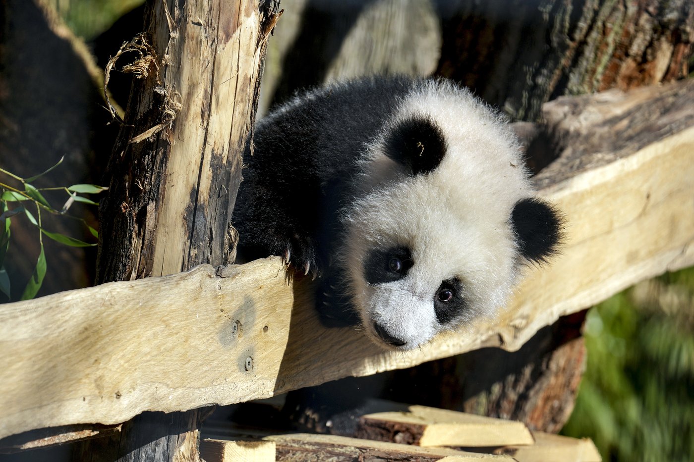 PHOTO COLLECTION: Germany Panda Cubs Outdoors | iNFOnews.ca