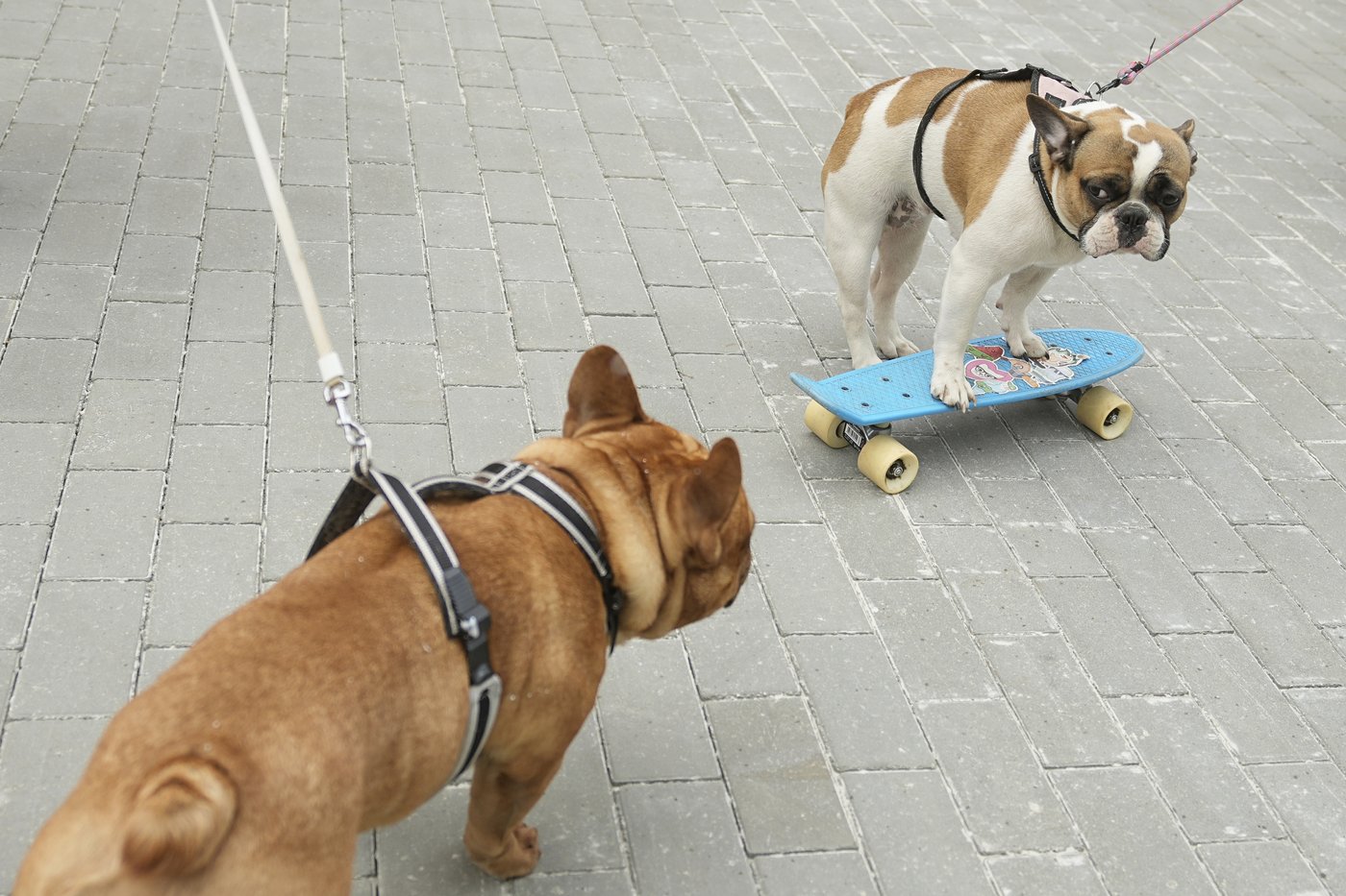 PHOTO COLLECTION: Russia French Bulldogs Parade | iNFOnews.ca PHOTO COLLECTION: Russia French Bulldogs Parade | iNFOnews.ca