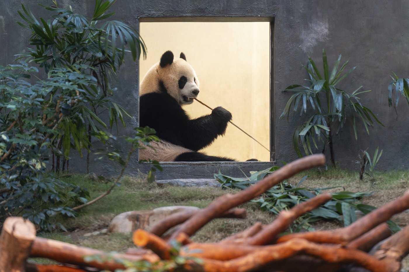 PHOTO COLLECTION: Hong Kong Panda | iNFOnews.ca PHOTO COLLECTION: Hong Kong Panda | iNFOnews.ca