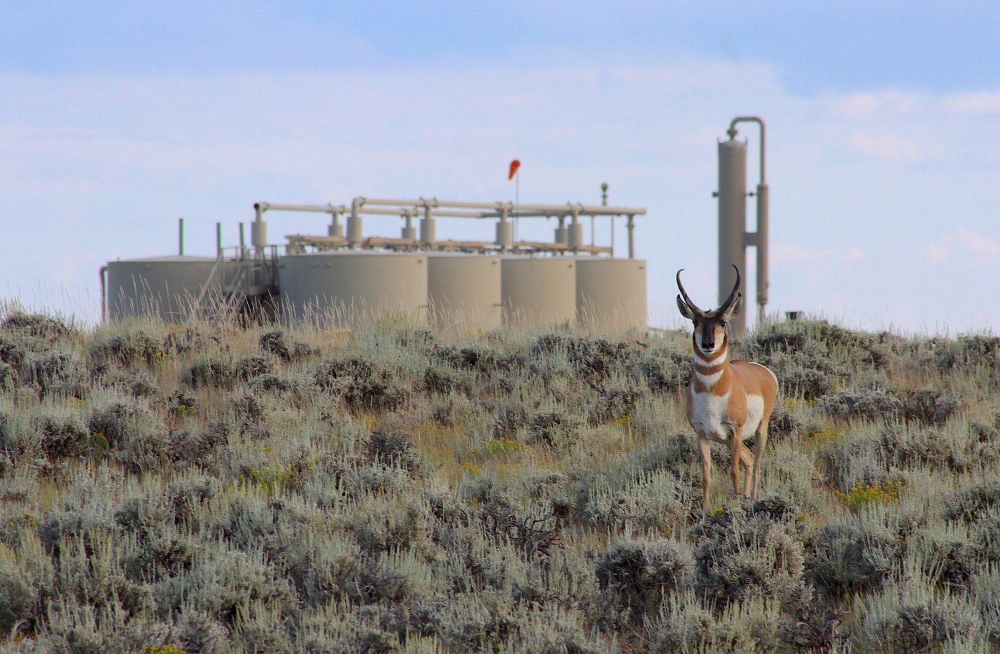 Wyoming’s ‘Path of the Pronghorn’ is a signature away from protections sought for a quarter century | iNFOnews.ca Wyoming’s ‘Path of the Pronghorn’ is a signature away from protections sought for a quarter century | iNFOnews.ca