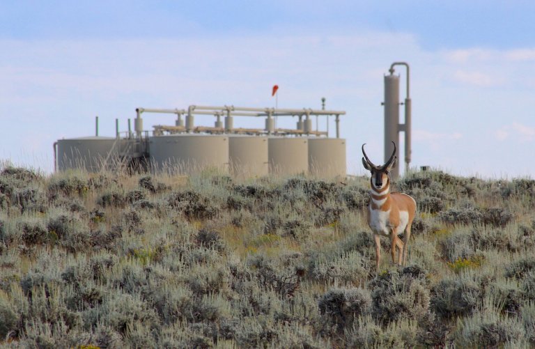 Wyoming’s ‘Path of the Pronghorn’ is a signature away from protections sought for a quarter century | iNFOnews.ca