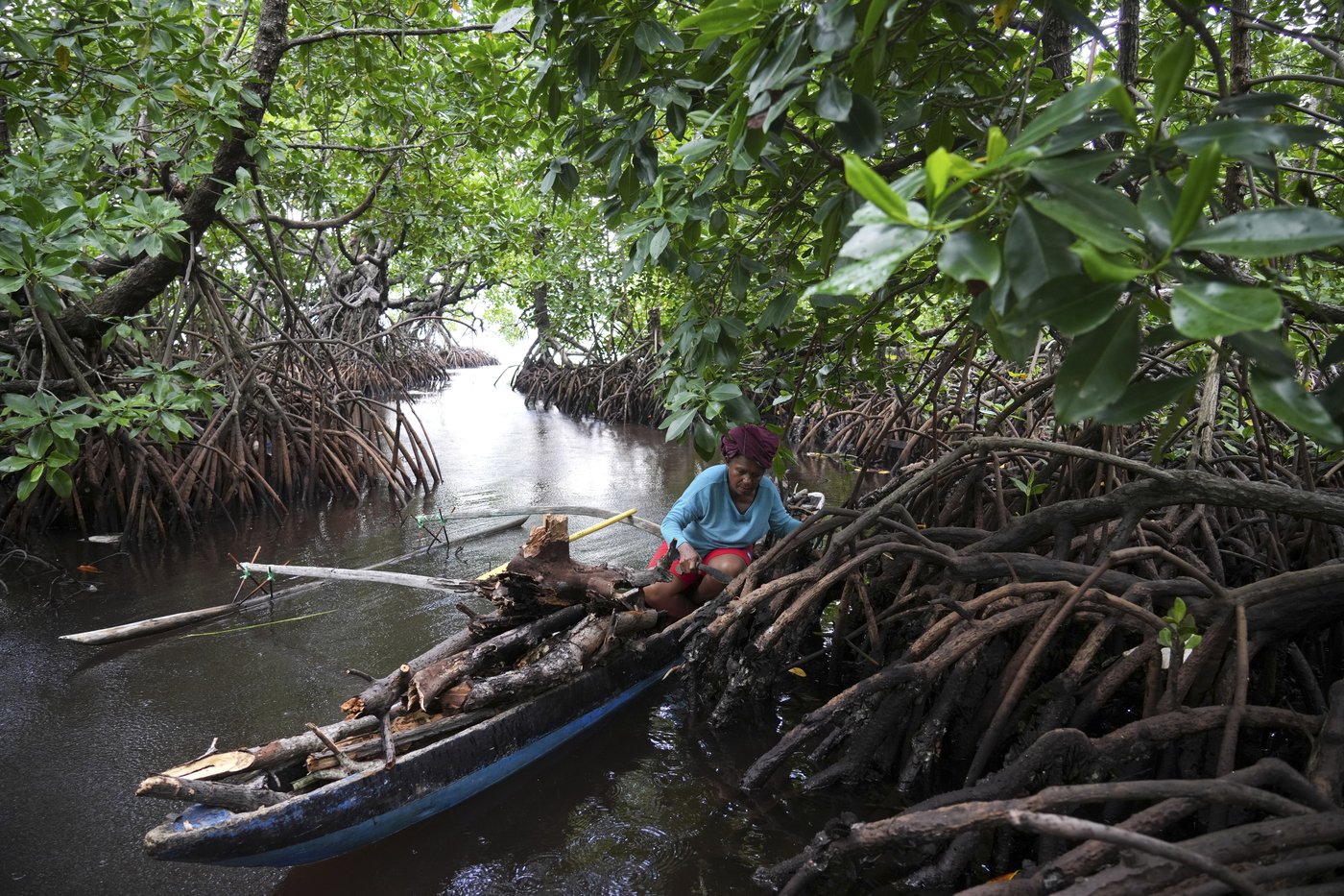 Papuan women's mangrove forest in Indonesia is increasingly threatened by development and pollution | iNFOnews.ca Papuan women's mangrove forest in Indonesia is increasingly threatened by development and pollution | iNFOnews.ca
