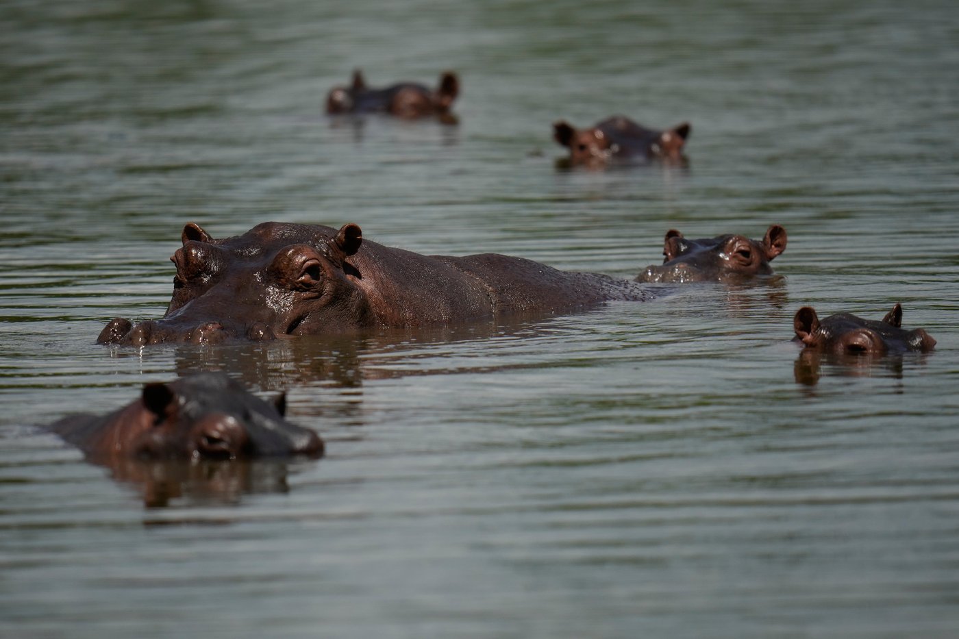 Photos show hippos introduced to Colombia by Pablo Escobar as the nation debates their fate | iNFOnews.ca