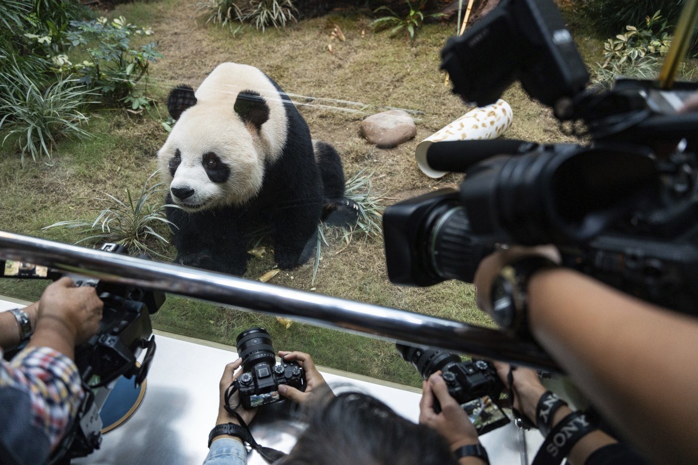 PHOTO COLLECTION: Hong Kong Panda | iNFOnews.ca PHOTO COLLECTION: Hong Kong Panda | iNFOnews.ca