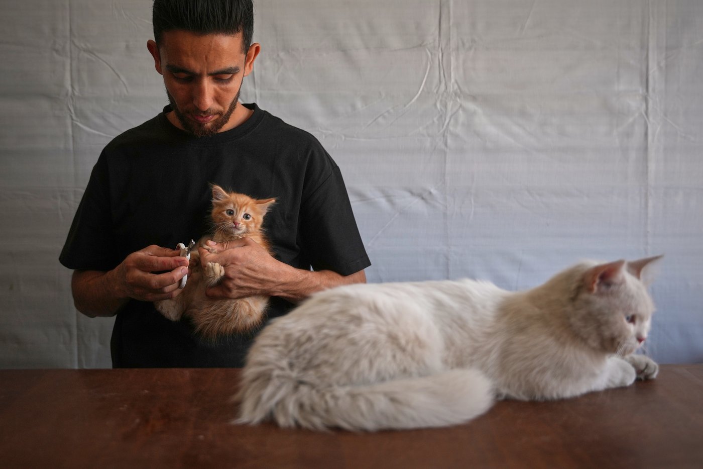 Photos of a rare veterinary clinic still open in war-battered Gaza | iNFOnews.ca