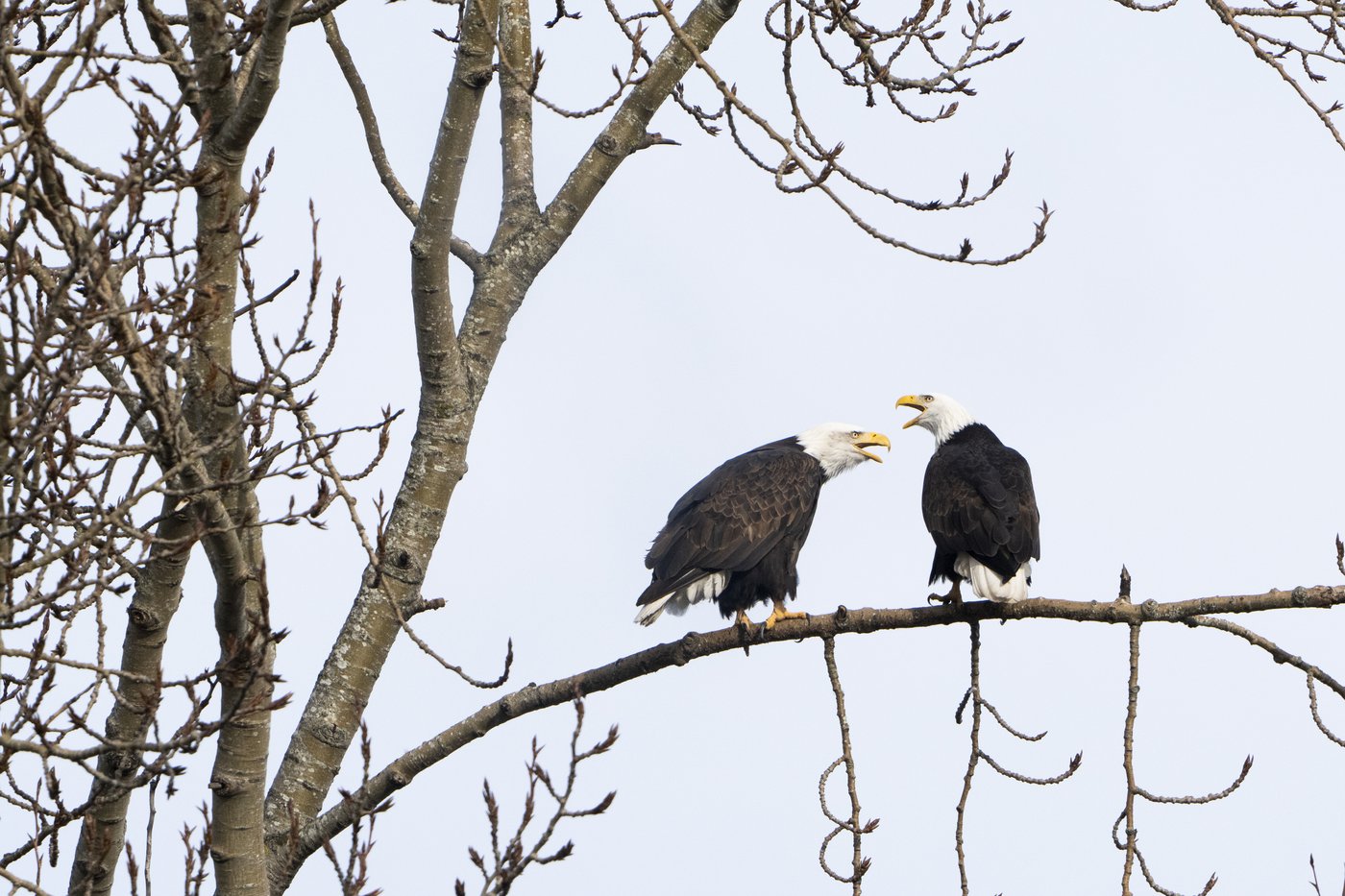 Proposed rule change on endangered species triggers alarm for environmentalists | iNFOnews.ca Proposed rule change on endangered species triggers alarm for environmentalists | iNFOnews.ca