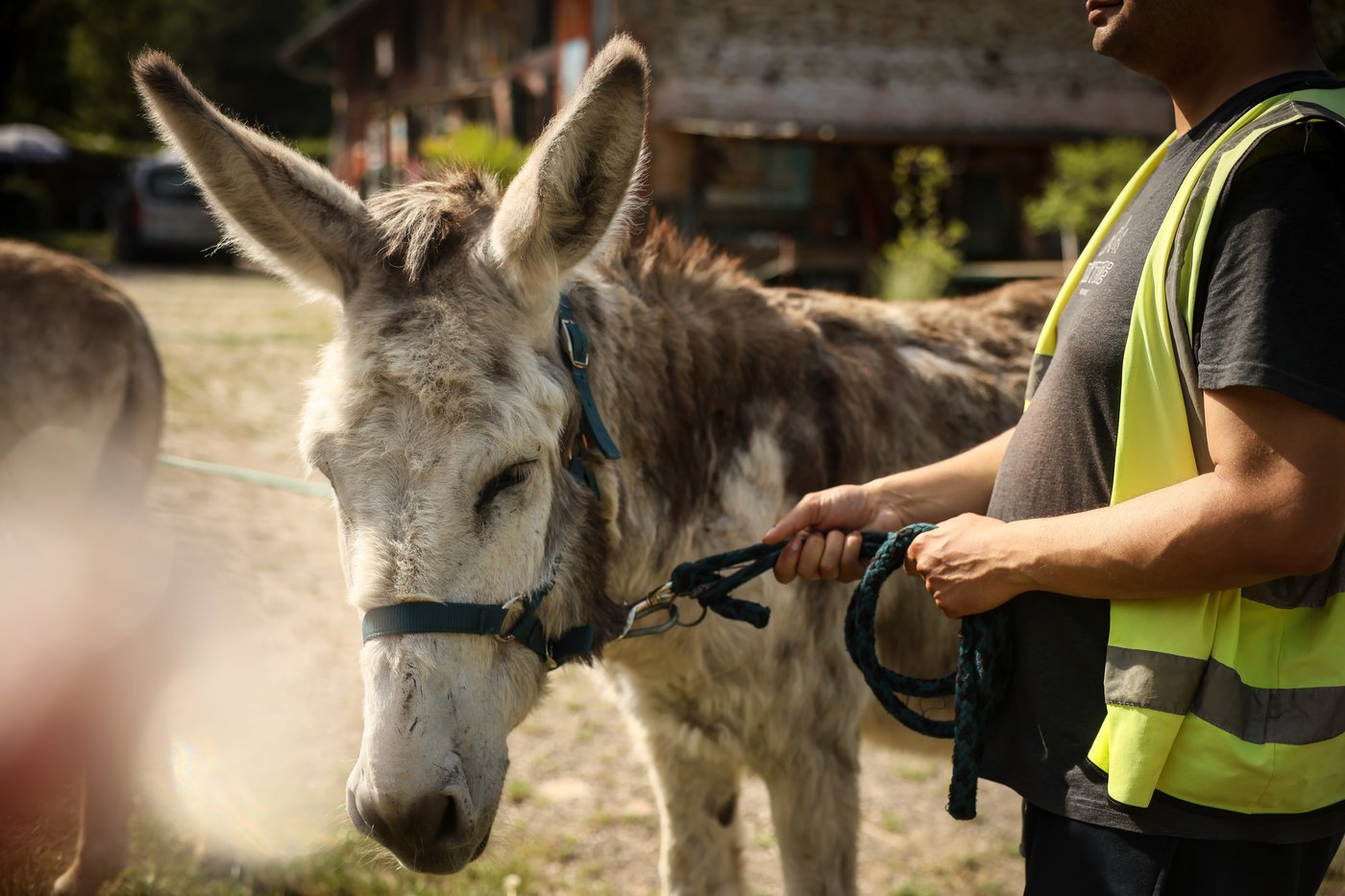 Patients find help with therapy donkeys at psychiatric hospital near Paris | iNFOnews.ca Patients find help with therapy donkeys at psychiatric hospital near Paris | iNFOnews.ca