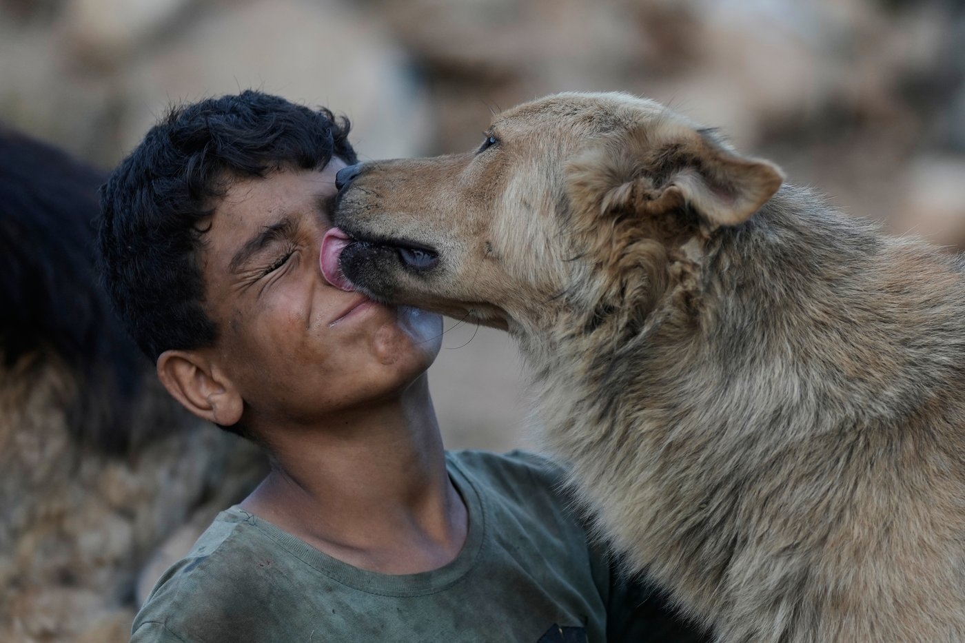 Photos of pets and farm animals rescued from the war in southern Lebanon | iNFOnews.ca