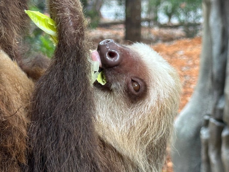 Golden lion tamarins and sloths become unlikely roommates at Palm Beach Zoo | iNFOnews.ca