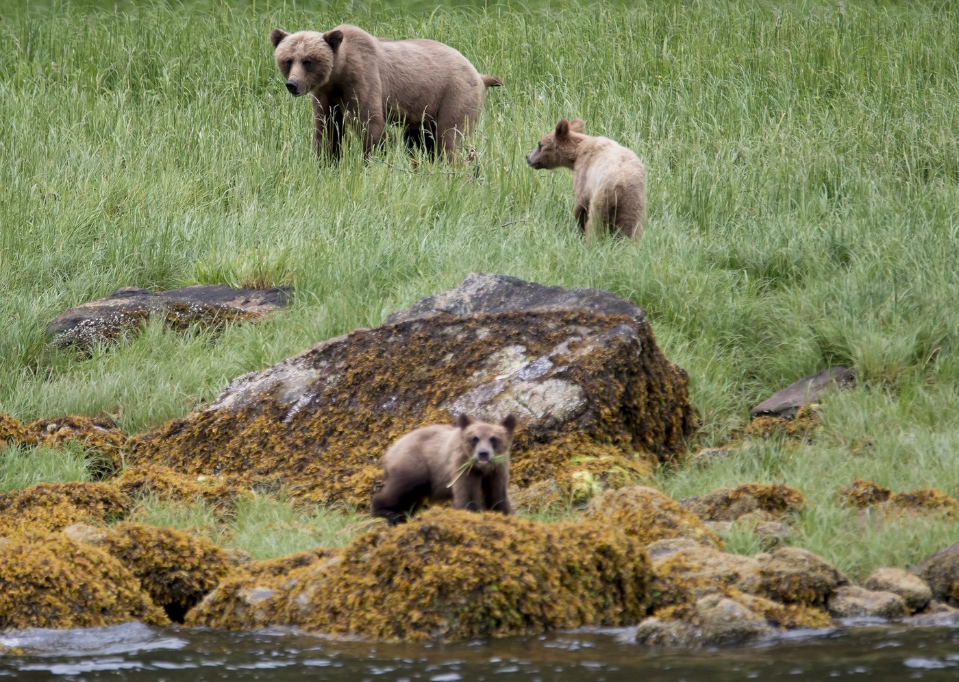 Two charged in July death of grizzly bear on Texada Island in B.C. | iNFOnews.ca