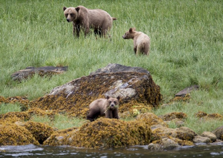 Two charged in July death of grizzly bear on Texada Island in B.C. | iNFOnews.ca