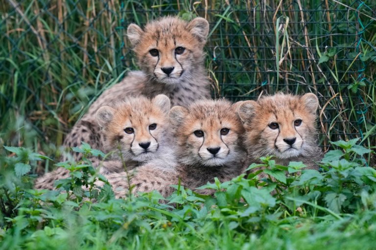 Cheetah cubs at Prague Zoo are doing well after a period of strong storms and their mother’s illness | iNFOnews.ca