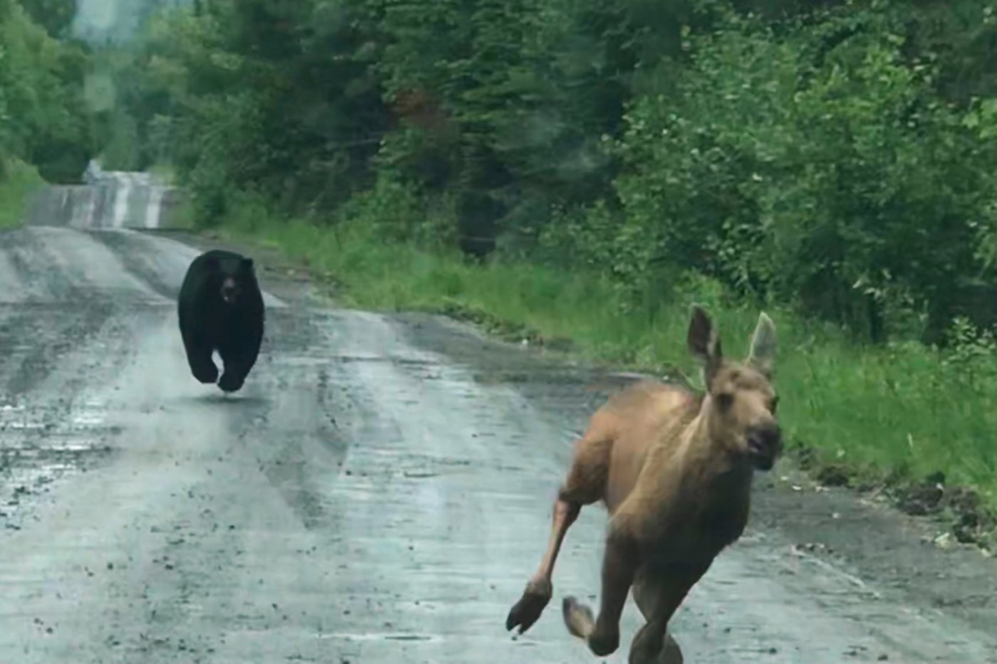Maine couple spots a bear chasing a moose calf and helps it escape | iNFOnews.ca