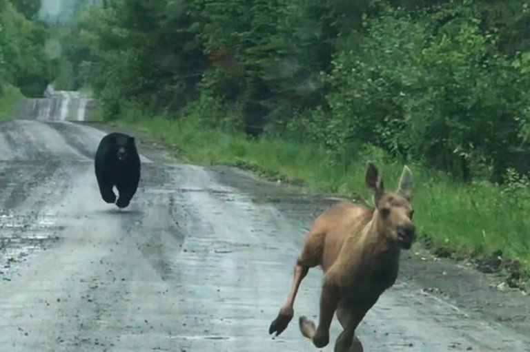 Maine couple spots a bear chasing a moose calf and helps it escape | iNFOnews.ca