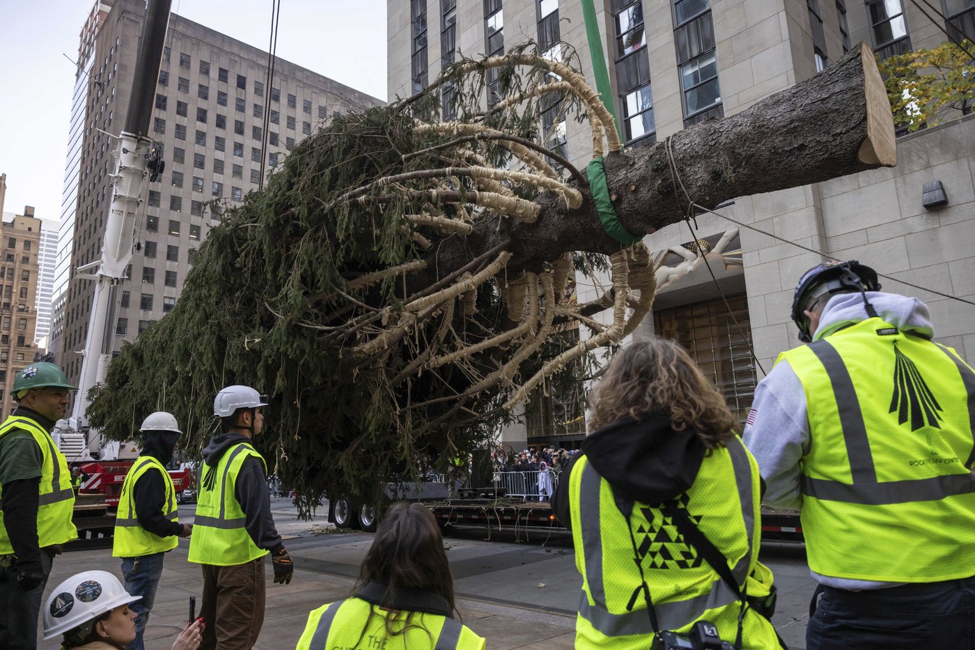 Haul out the holly! Rockefeller Center Christmas Tree arrives in New York City | iNFOnews.ca