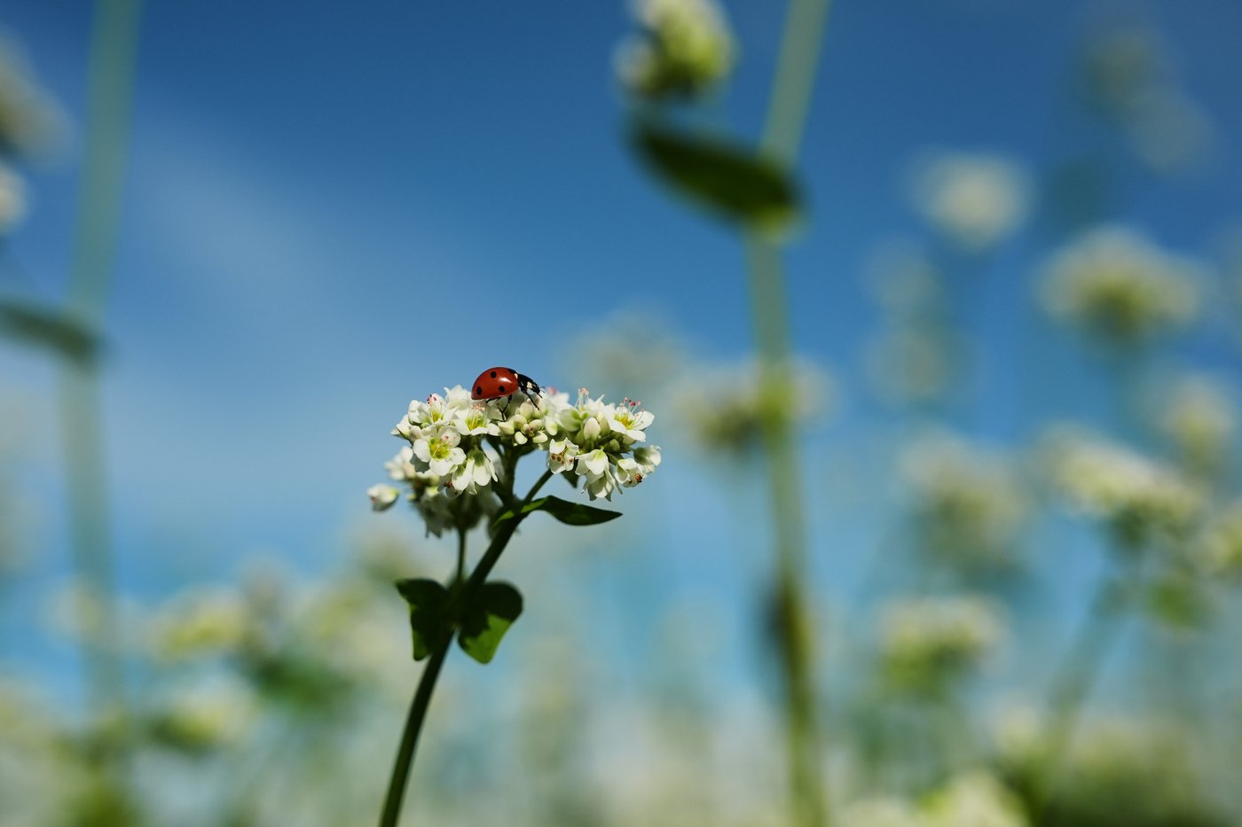 Buckwheat growers hope new markets can help it reach more tables | iNFOnews.ca