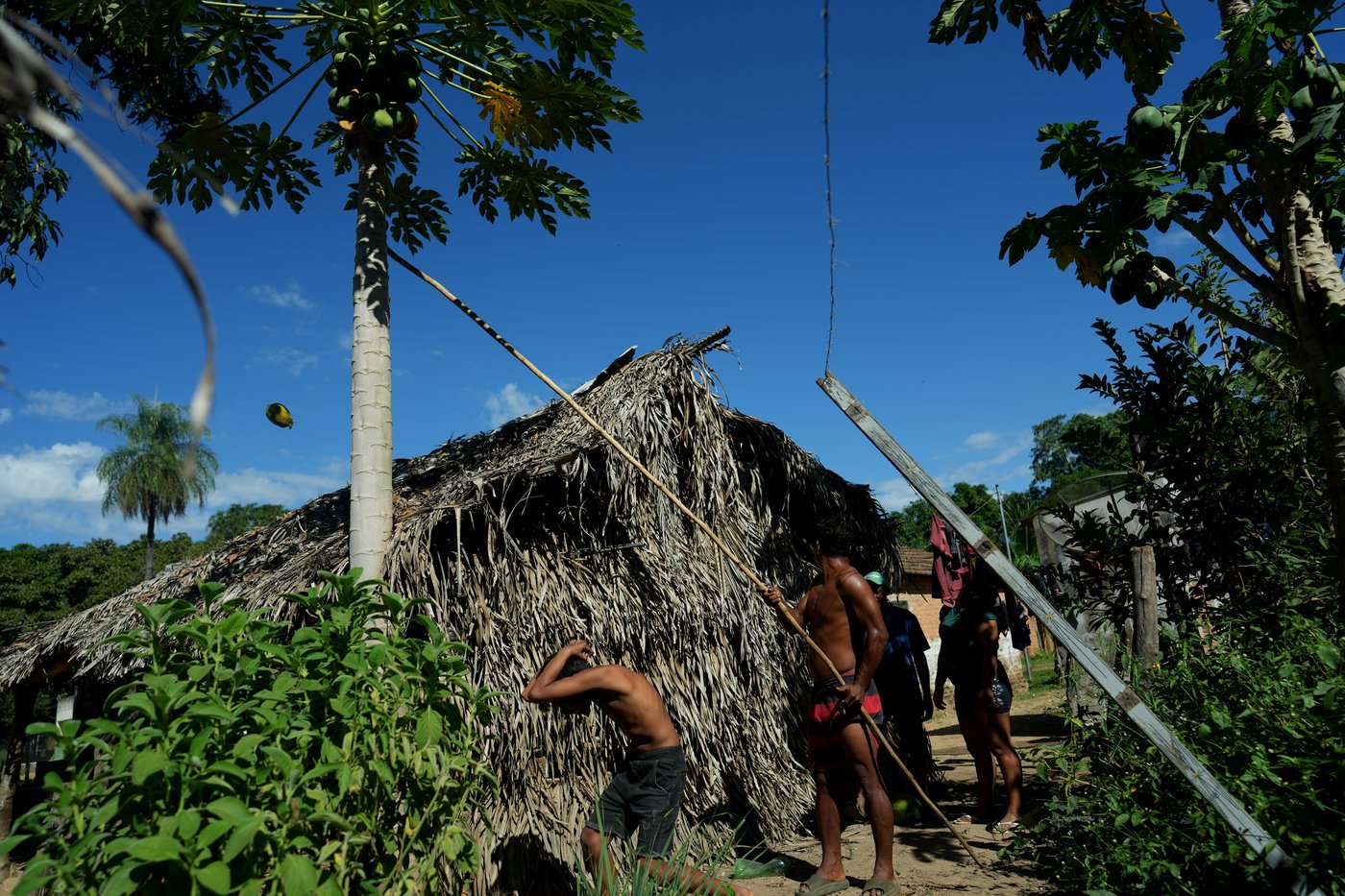 A conflict over cattle in Brazil's Amazon highlights tensions for Indigenous peoples | iNFOnews.ca A conflict over cattle in Brazil's Amazon highlights tensions for Indigenous peoples | iNFOnews.ca