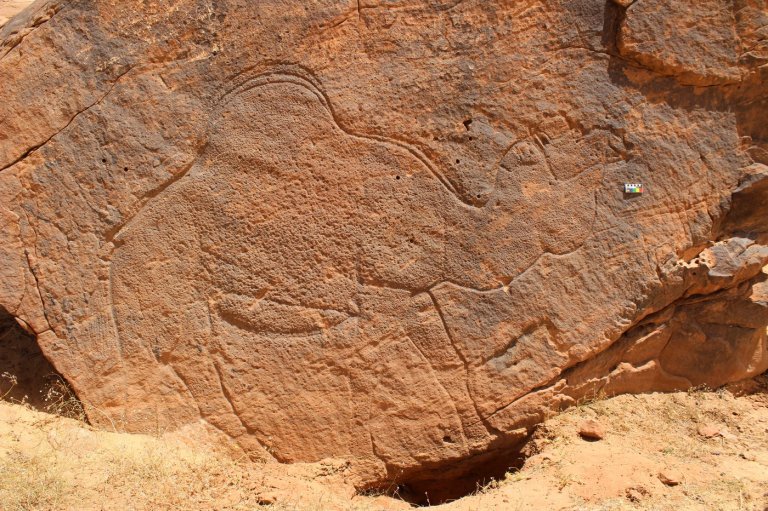 Scientists find ancient life-size animal rock carvings in the Saudi Arabian desert | iNFOnews.ca