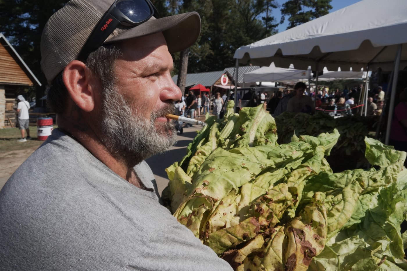 Whether 'stringing' or 'looping,' tobacco is the tie that binds many North Carolina farm families | iNFOnews.ca Whether 'stringing' or 'looping,' tobacco is the tie that binds many North Carolina farm families | iNFOnews.ca