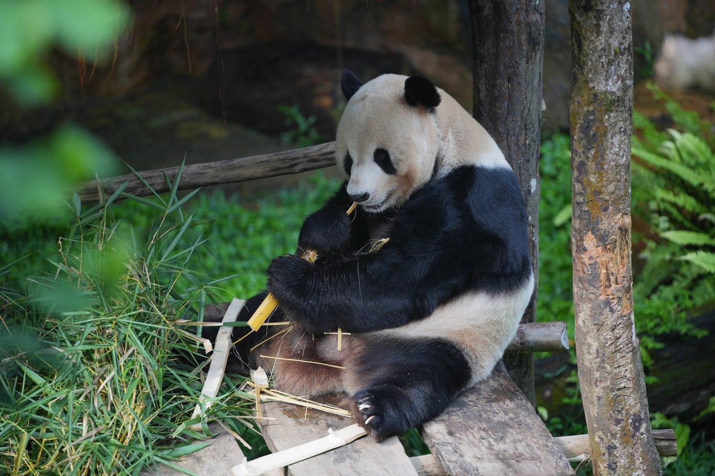Indonesia's first giant panda cub, Rio, is growing and healthy before his public debut | iNFOnews.ca Indonesia's first giant panda cub, Rio, is growing and healthy before his public debut | iNFOnews.ca