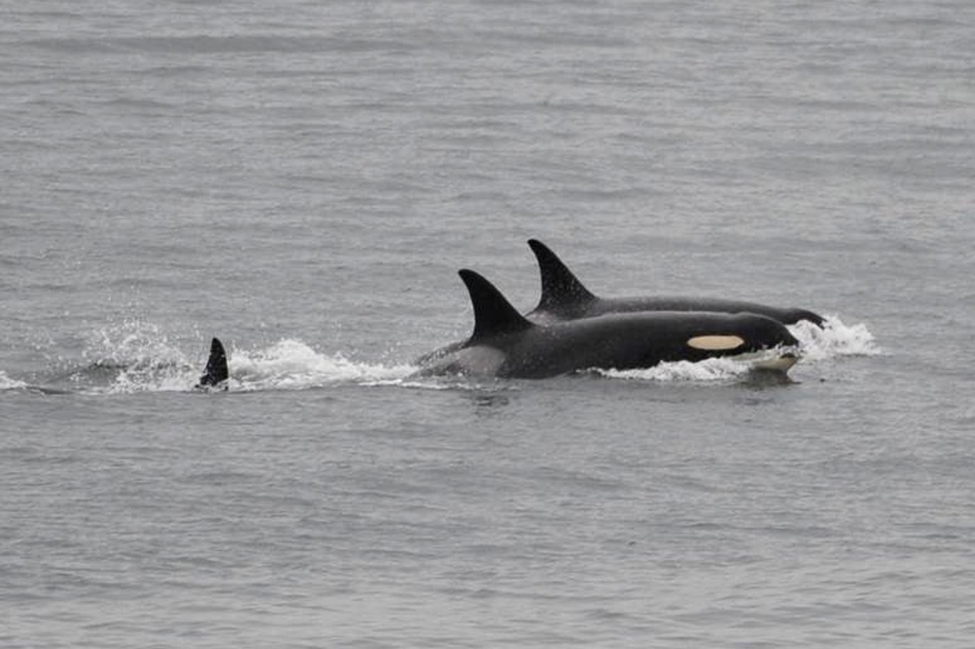 An orca that carried her dead calf for weeks in 2018 is doing so once again | iNFOnews.ca