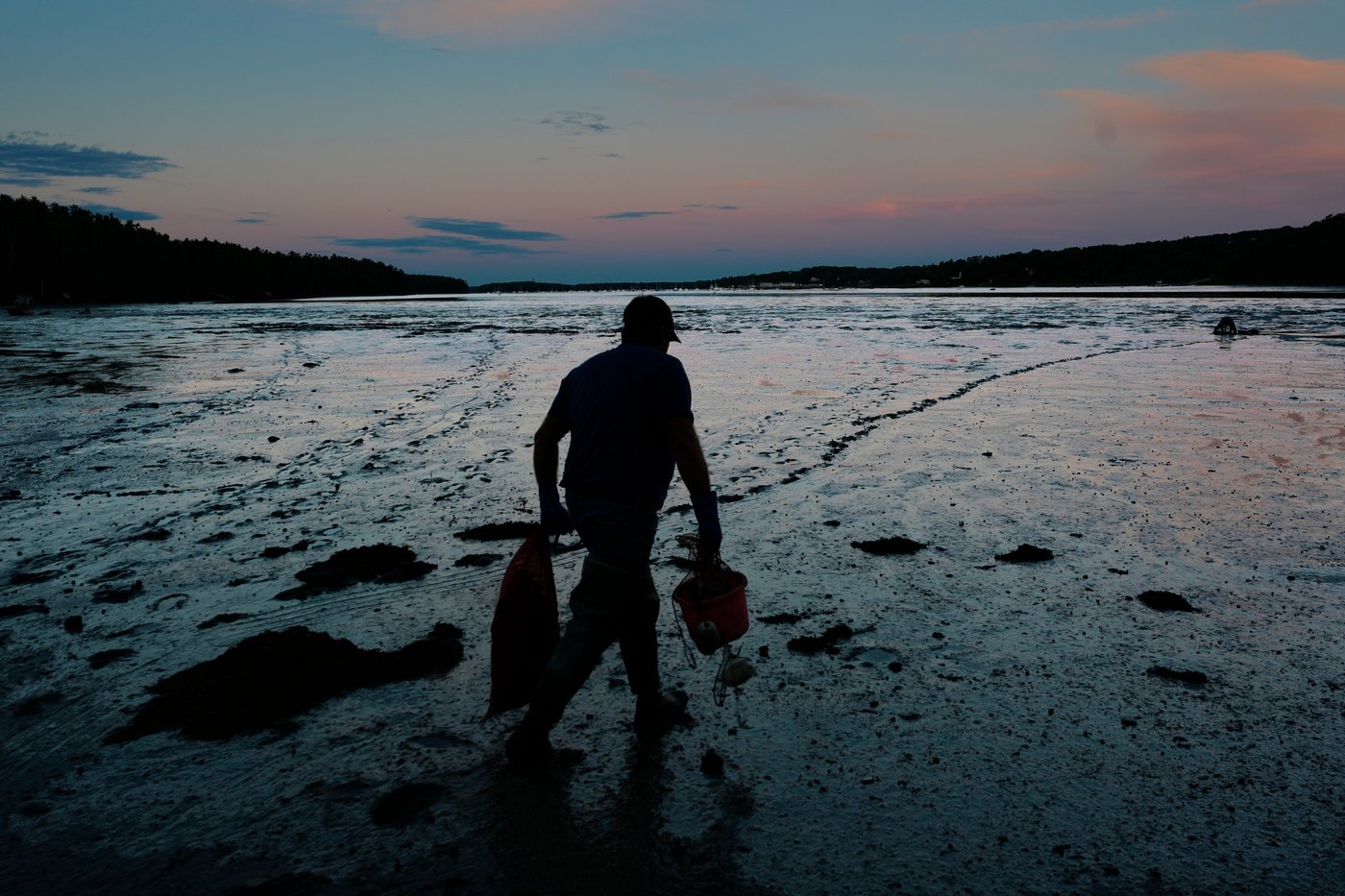 Invasive green crabs are bad for the environment, so New Englanders are starting to eat more of them | iNwine