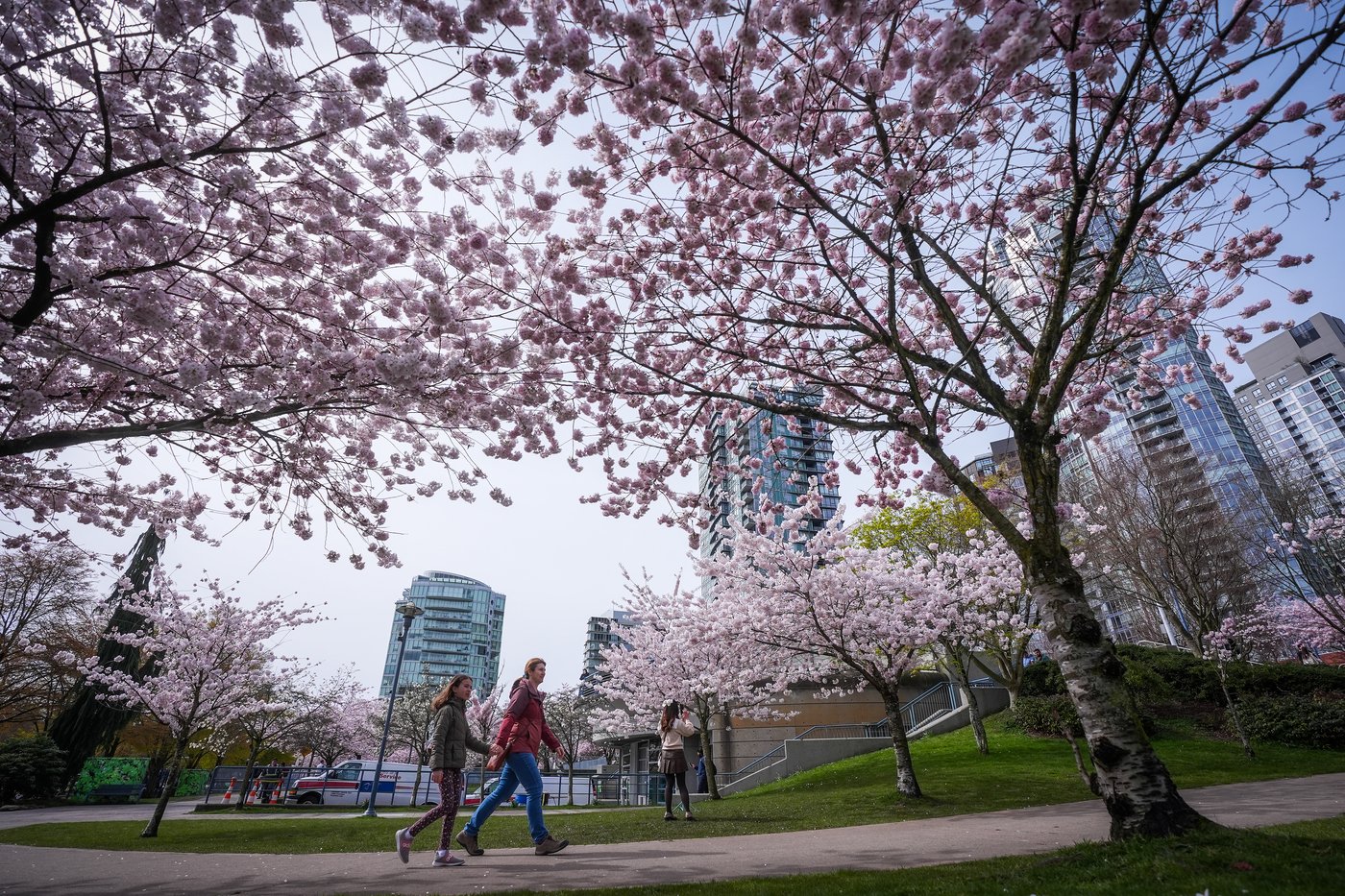 Photo Gallery: Vancouver's famous cherry blossoms out in full bloom | iNFOnews.ca
