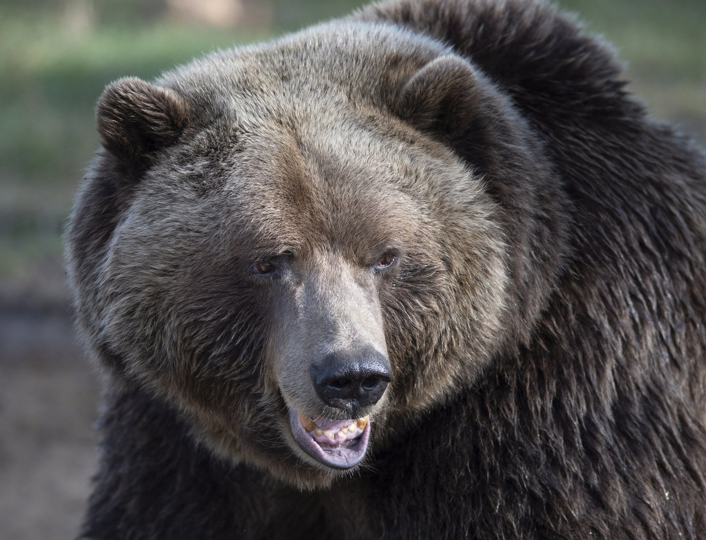 Third grizzly bear from same family is killed in B.C. after failed relocation | iNFOnews.ca Third grizzly bear from same family is killed in B.C. after failed relocation | iNFOnews.ca