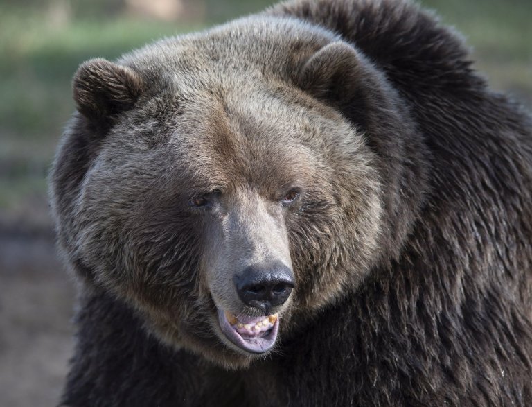 Third grizzly bear from same family is killed in B.C. after failed relocation | iNFOnews.ca