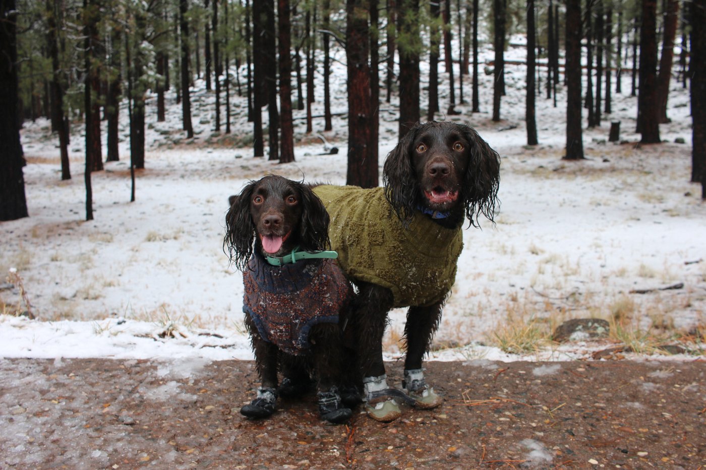 Don't forget pets when preparing for winter's cold. Here's what experts recommend | iNFOnews.ca