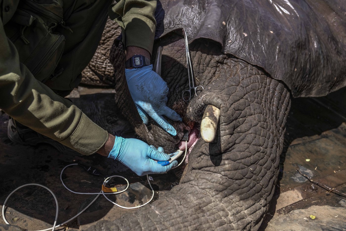 Kenya moves 50 elephants to a larger park, says it's a sign poaching is low | iNFOnews.ca Kenya moves 50 elephants to a larger park, says it's a sign poaching is low | iNFOnews.ca