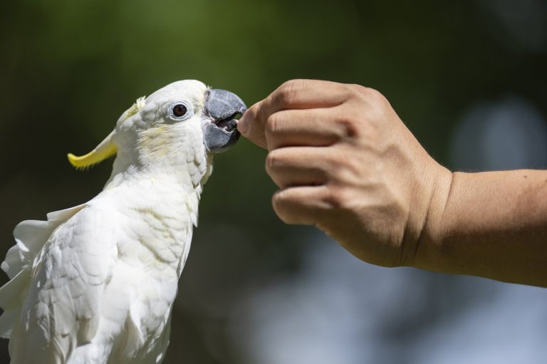 Nest boxes help endangered cockatoos find homes in urban Hong Kong | iNFOnews.ca
