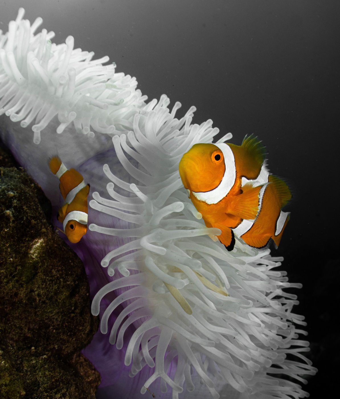 Clownfish shrink their bodies to survive ocean heat waves | iNFOnews.ca