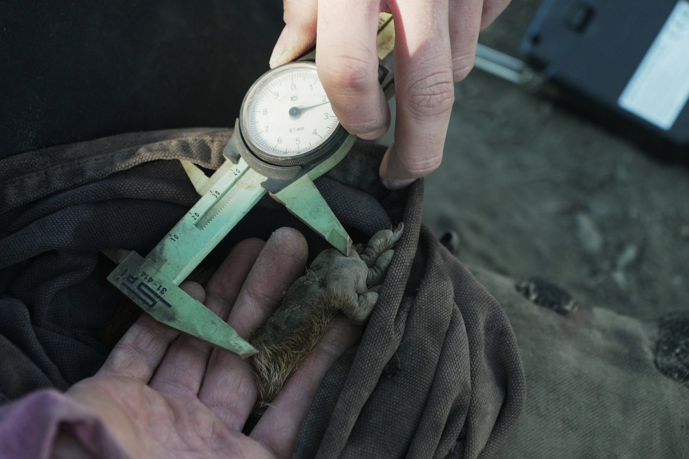 Move over bears. Fat Marmot Week puts a spotlight on the alpine rodents | iNFOnews.ca