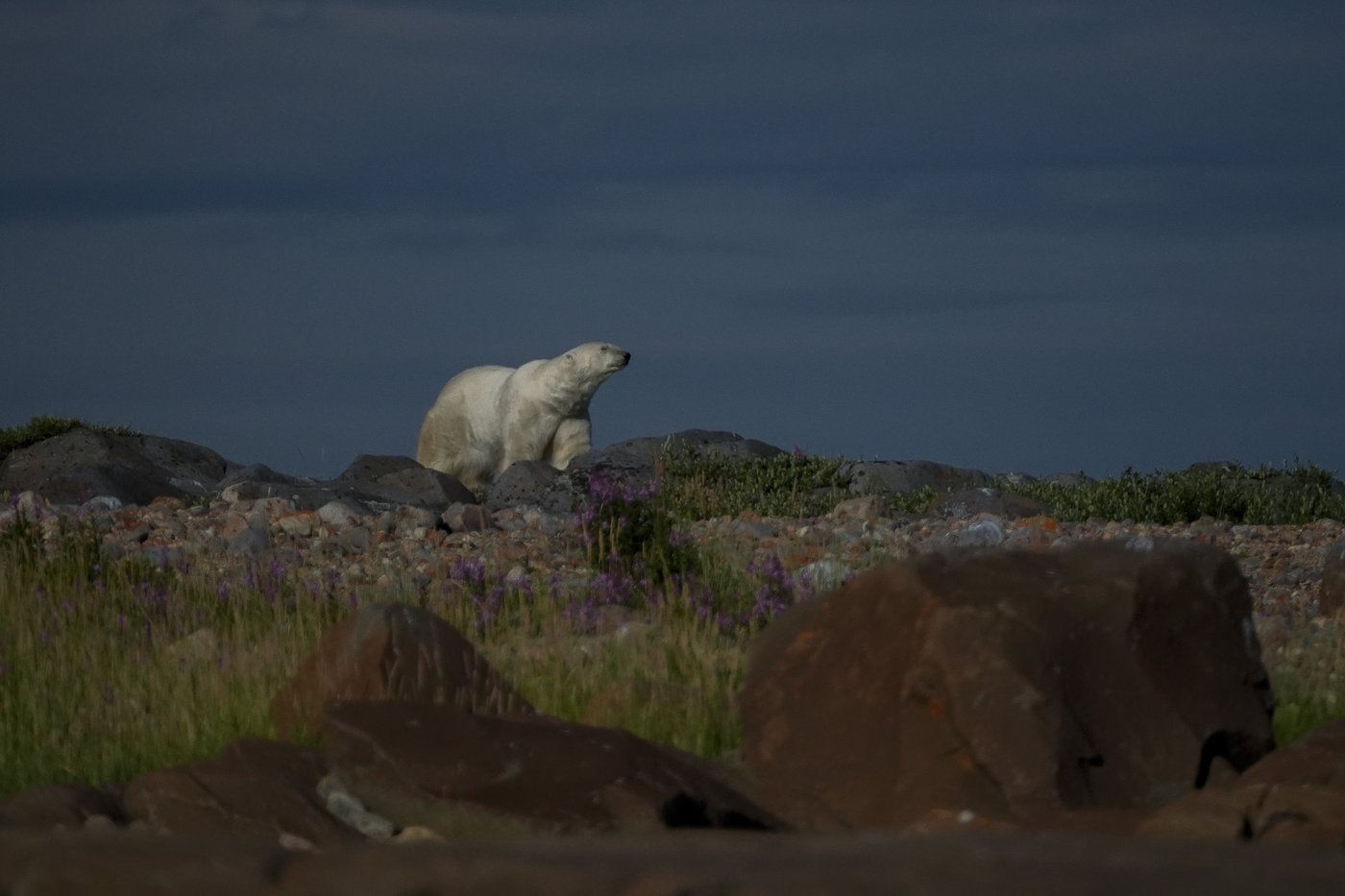 In the gateway to the Arctic, fat, ice and polar bears are crucial. All three are in trouble | iNFOnews.ca