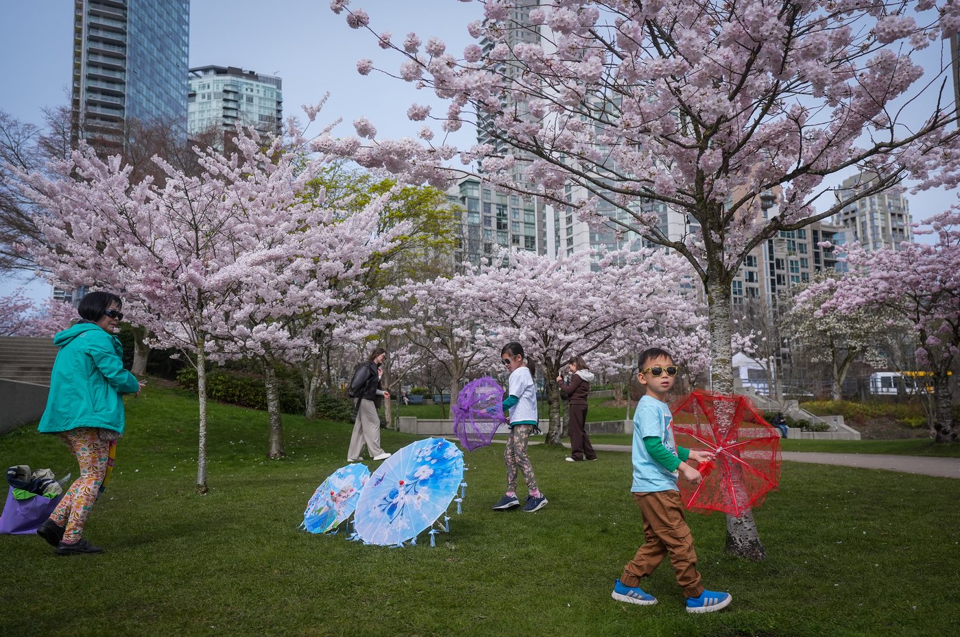 Photo Gallery: Vancouver's famous cherry blossoms out in full bloom | iNFOnews.ca
