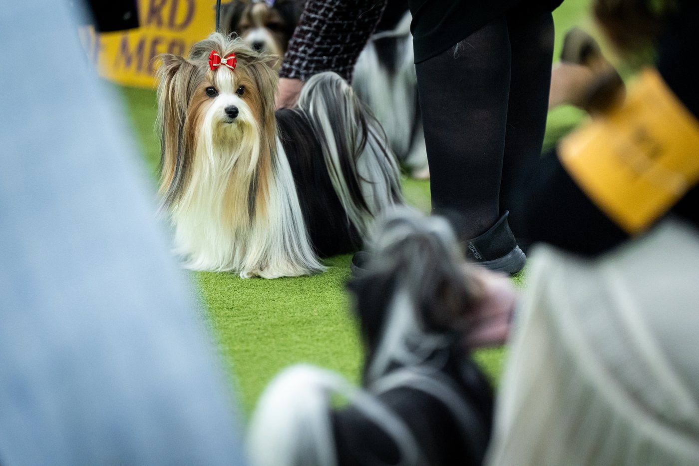 Photo Gallery: The Westminster dog show | iNFOnews.ca