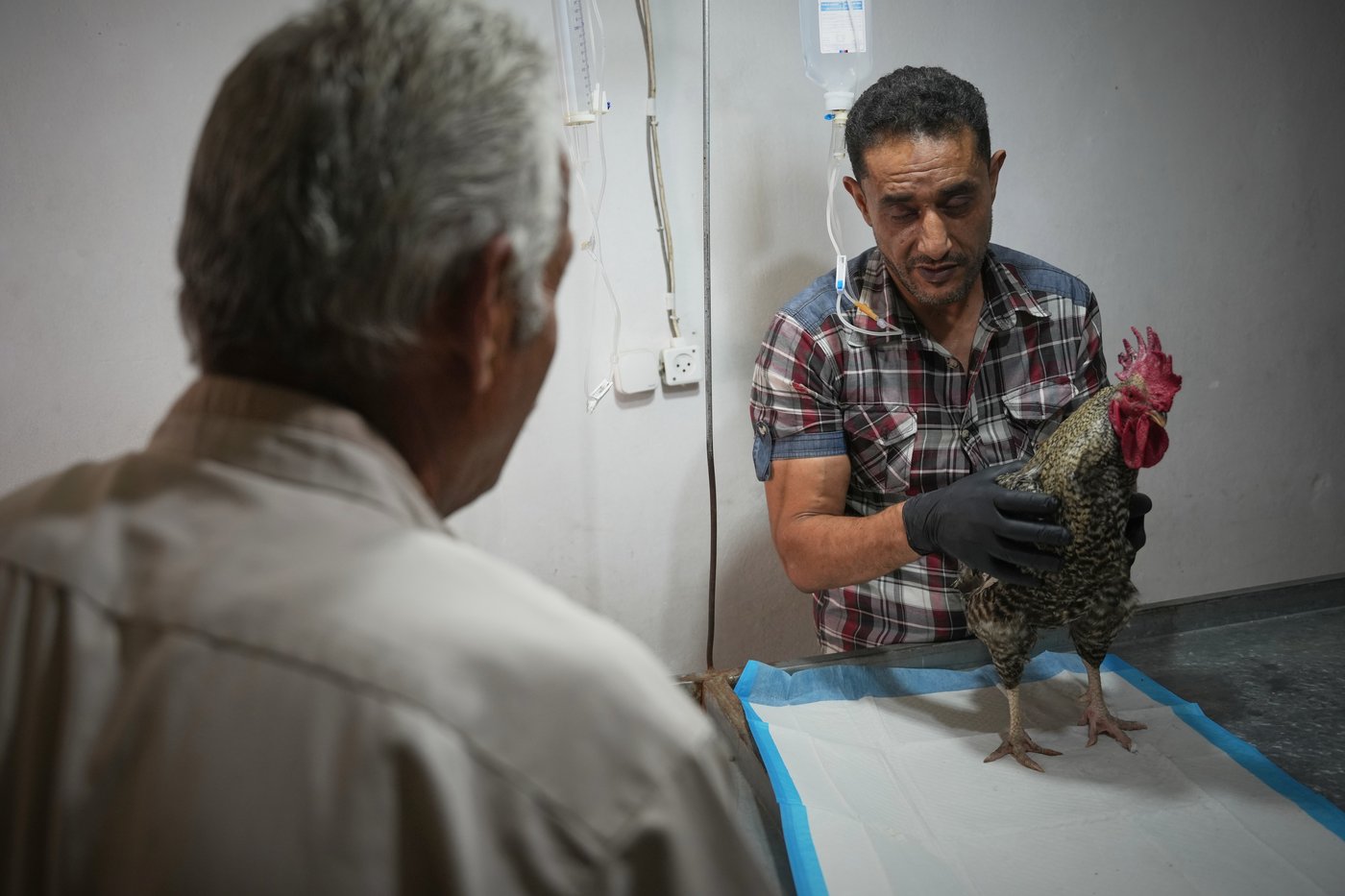 Photos of a rare veterinary clinic still open in war-battered Gaza | iNFOnews.ca