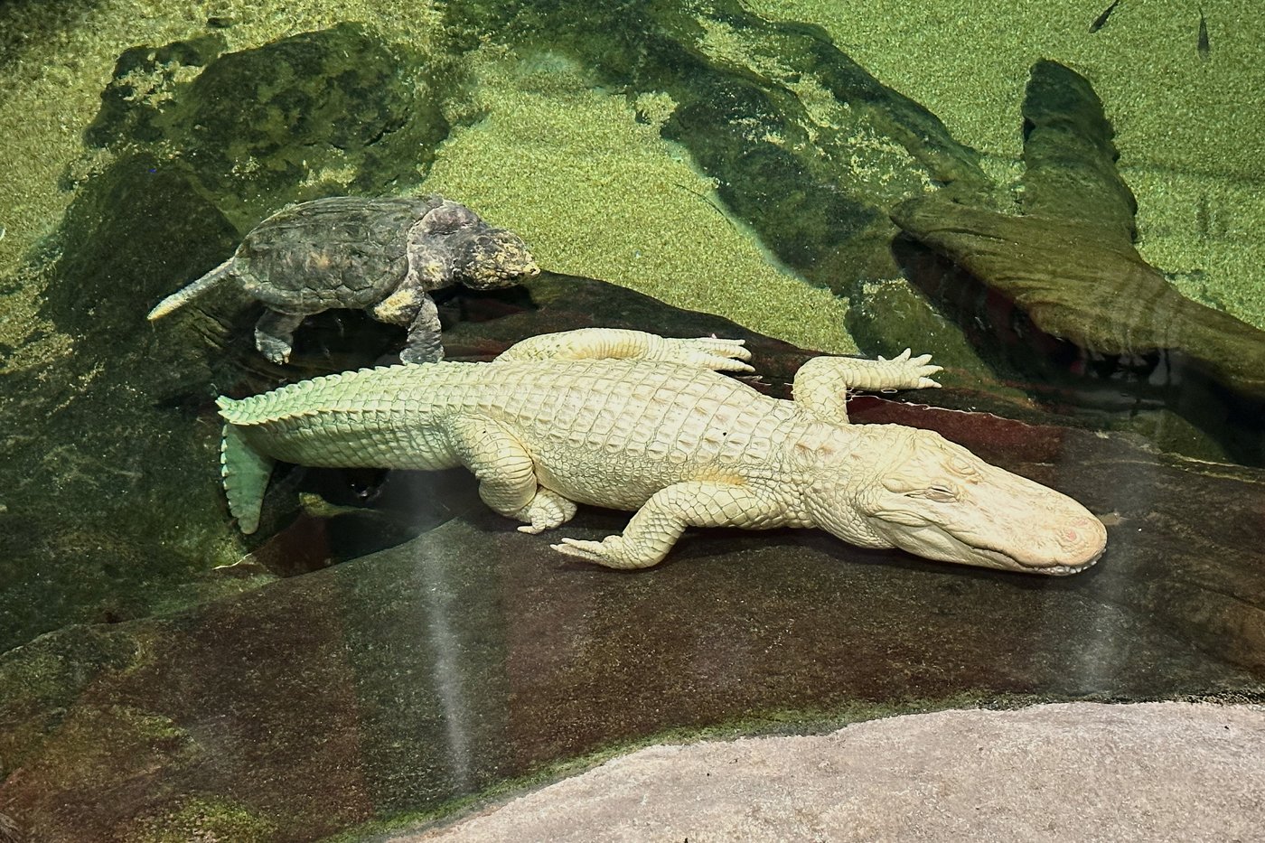 San Francisco's beloved albino alligator Claude dies at 30 | iNFOnews.ca