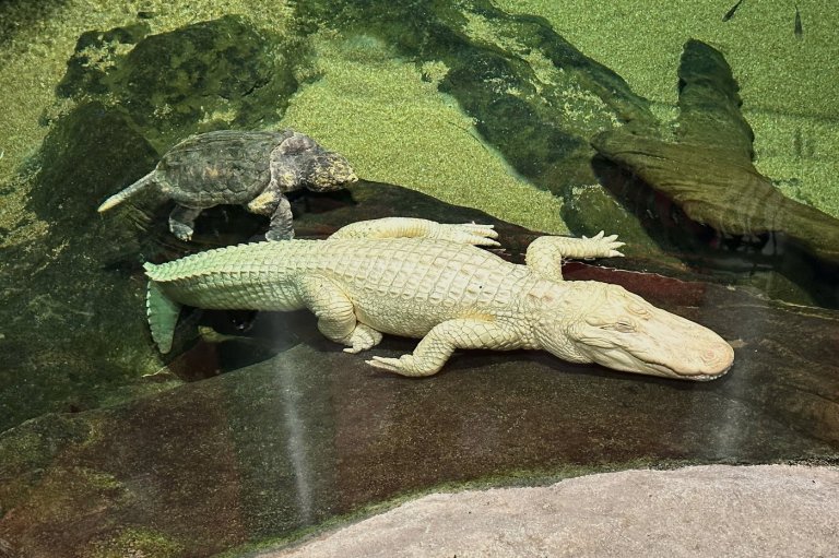 San Francisco's beloved albino alligator Claude dies at 30 | iNFOnews.ca
