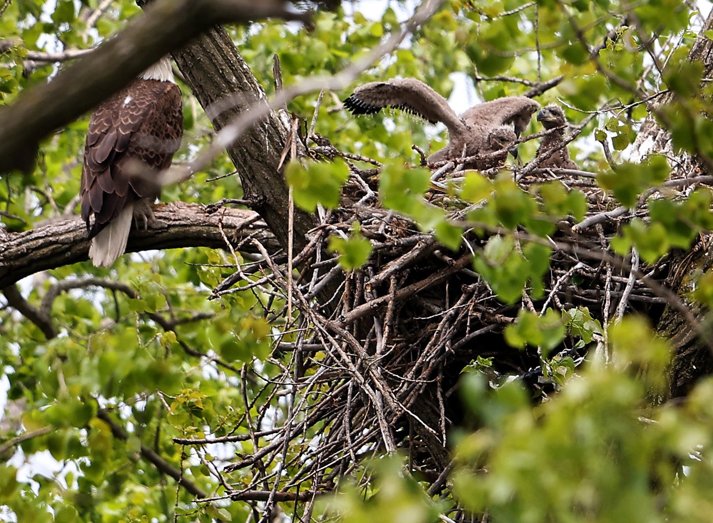 Bald eagle hatchlings spotted in a Chicago park may be the city's first for more than a century | iNFOnews.ca Bald eagle hatchlings spotted in a Chicago park may be the city's first for more than a century | iNFOnews.ca