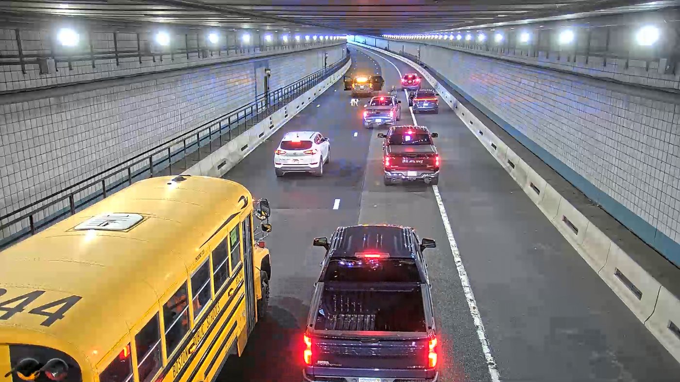 Wrong-way rover: Dog is rescued from a busy Boston tunnel during rush hour | iNFOnews.ca Wrong-way rover: Dog is rescued from a busy Boston tunnel during rush hour | iNFOnews.ca