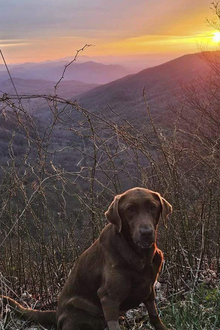 A Tennessee nurse and his dog died trying to save a man from floods driven by Hurricane Helene | iNFOnews.ca