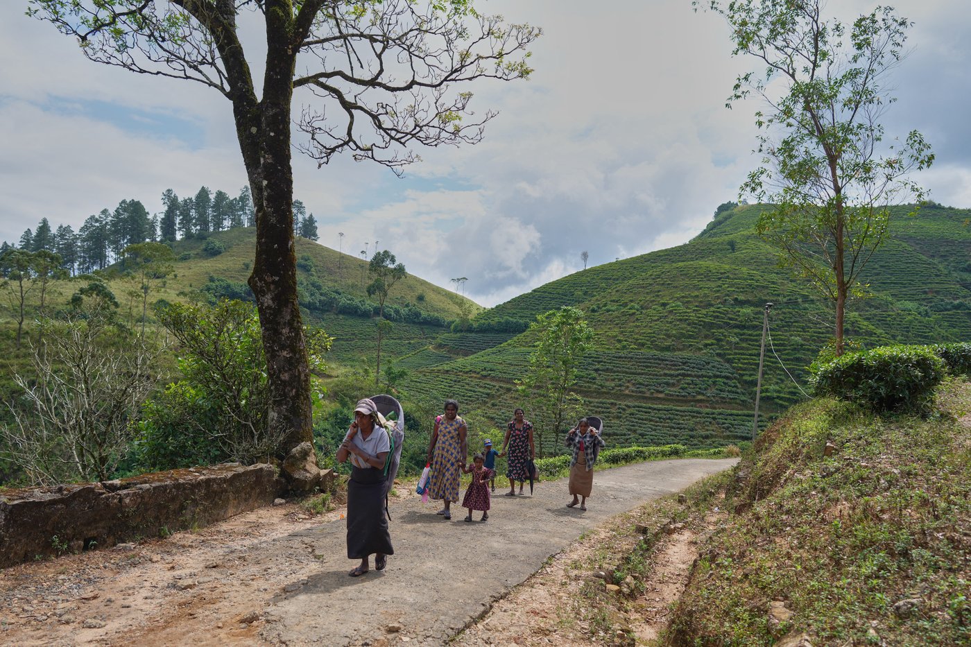 Sri Lanka tea workers struggle in poverty. Flooding cost many their lives | iNFOnews.ca