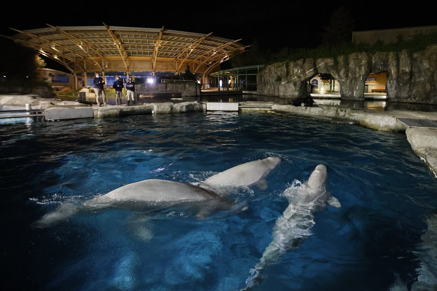 Connecticut aquarium pays over $12K to settle beluga care investigation | iNFOnews.ca
