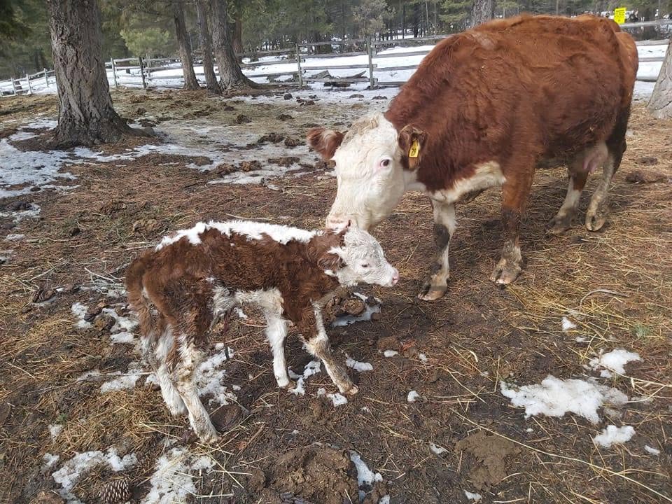 A cow licks her calf.