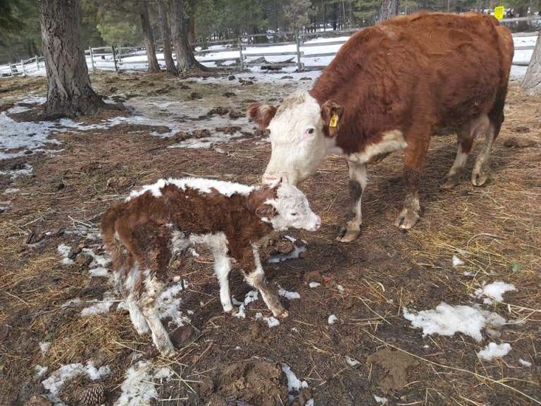 A cow licks her calf.