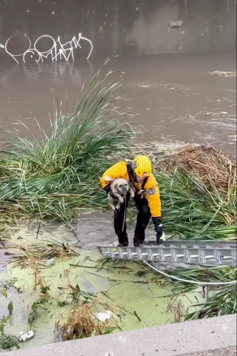 Firefighters rescue stranded pup from rising floodwaters in Southern California | iNFOnews.ca