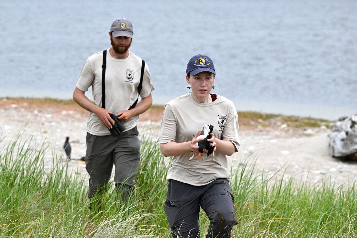 Oystercatchers, known for sharp bills and beady eyes, are making a comeback thanks to conservation | iNFOnews.ca