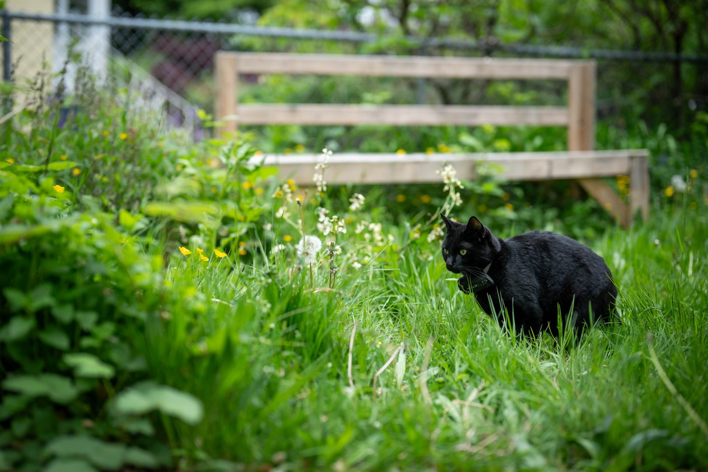 'Team Nigel' rallies behind East Vancouver cat after complaint about feline folk hero | iNFOnews.ca